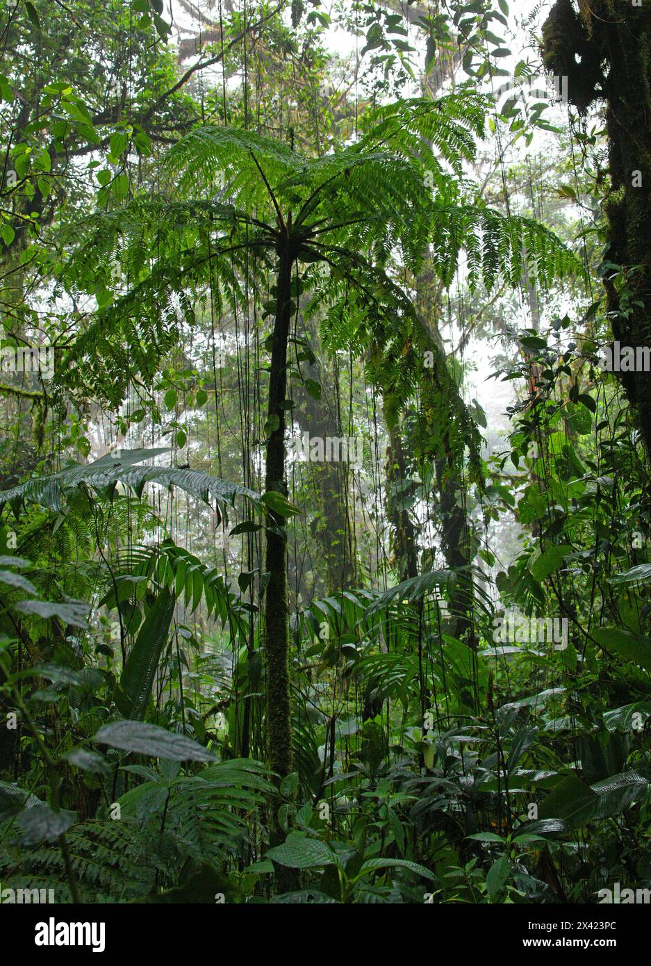 Fougère à queue de singe, Sphaeropteris brunei, Cyathéacées. Forêt tropicale de Monteverde, Costa Rica. Banque D'Images