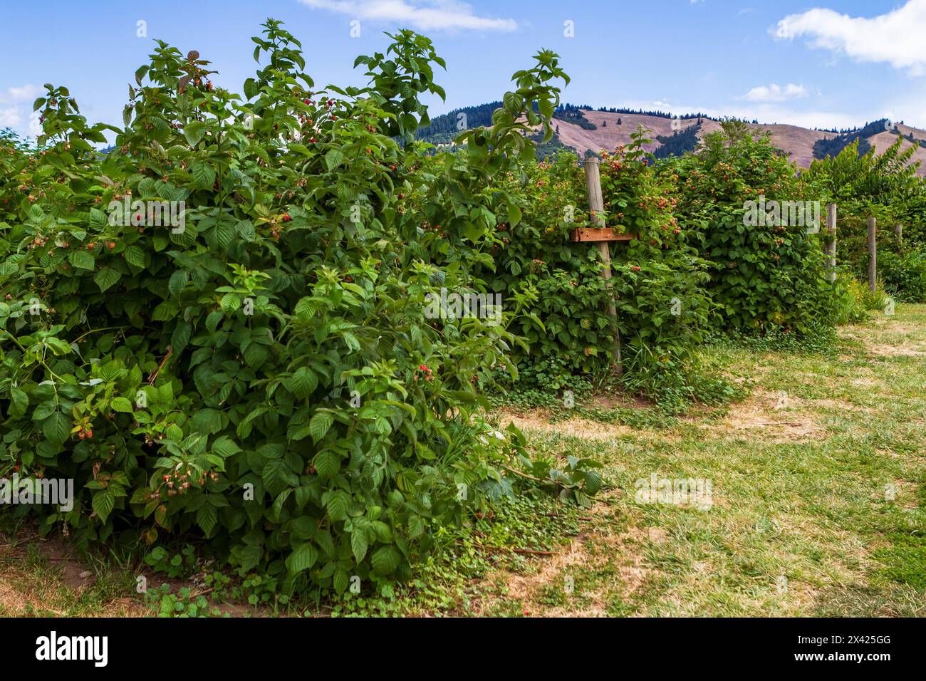 Récolte commerciale de framboises à la ferme U-Pick sur le Hood River fruit Loop, Oregon, États-Unis. Rubus idaeus (variété Meeker et/ou Willamette). Banque D'Images