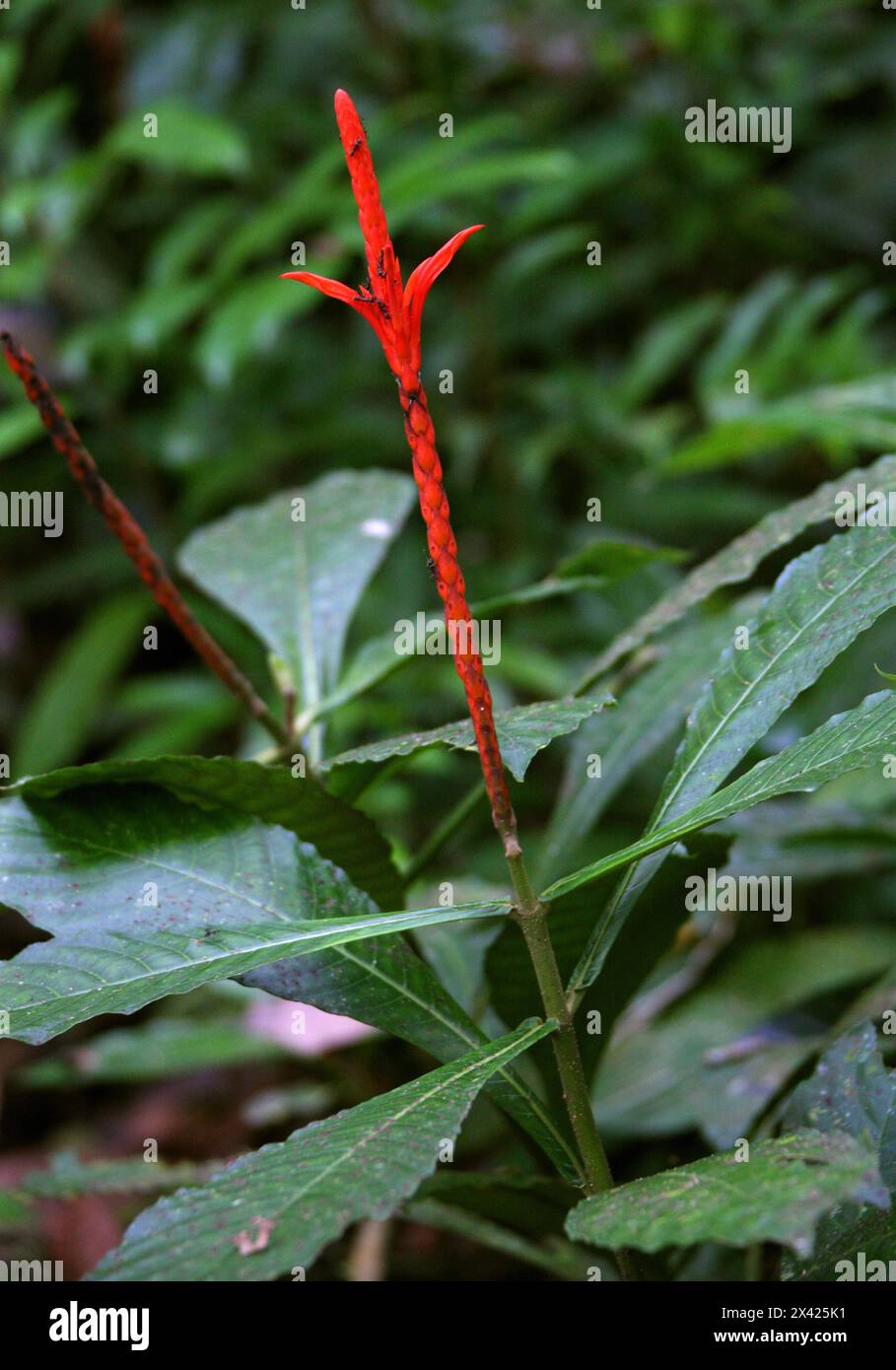 Aphelandra tridentata, Acanthaceae. Fine et longue fleur rouge dans la jungle sèche. Manuel Antonio, Costa Rica, Amérique centrale. Banque D'Images Aphelandra tridentata, Acanthaceae. Fine et longue fleur rouge dans la jungle sèche. Manuel Antonio, Costa Rica, Amérique centrale. Banque D'Images