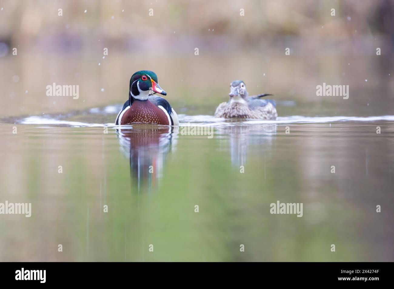 Canards en bois dans la journée de printemps enneigée Banque D'Images