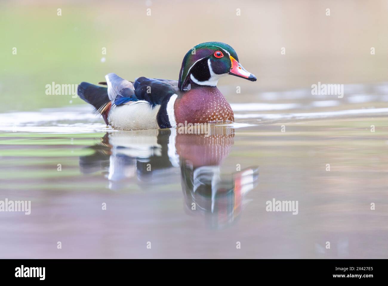 Canards en bois dans la journée de printemps enneigée Banque D'Images