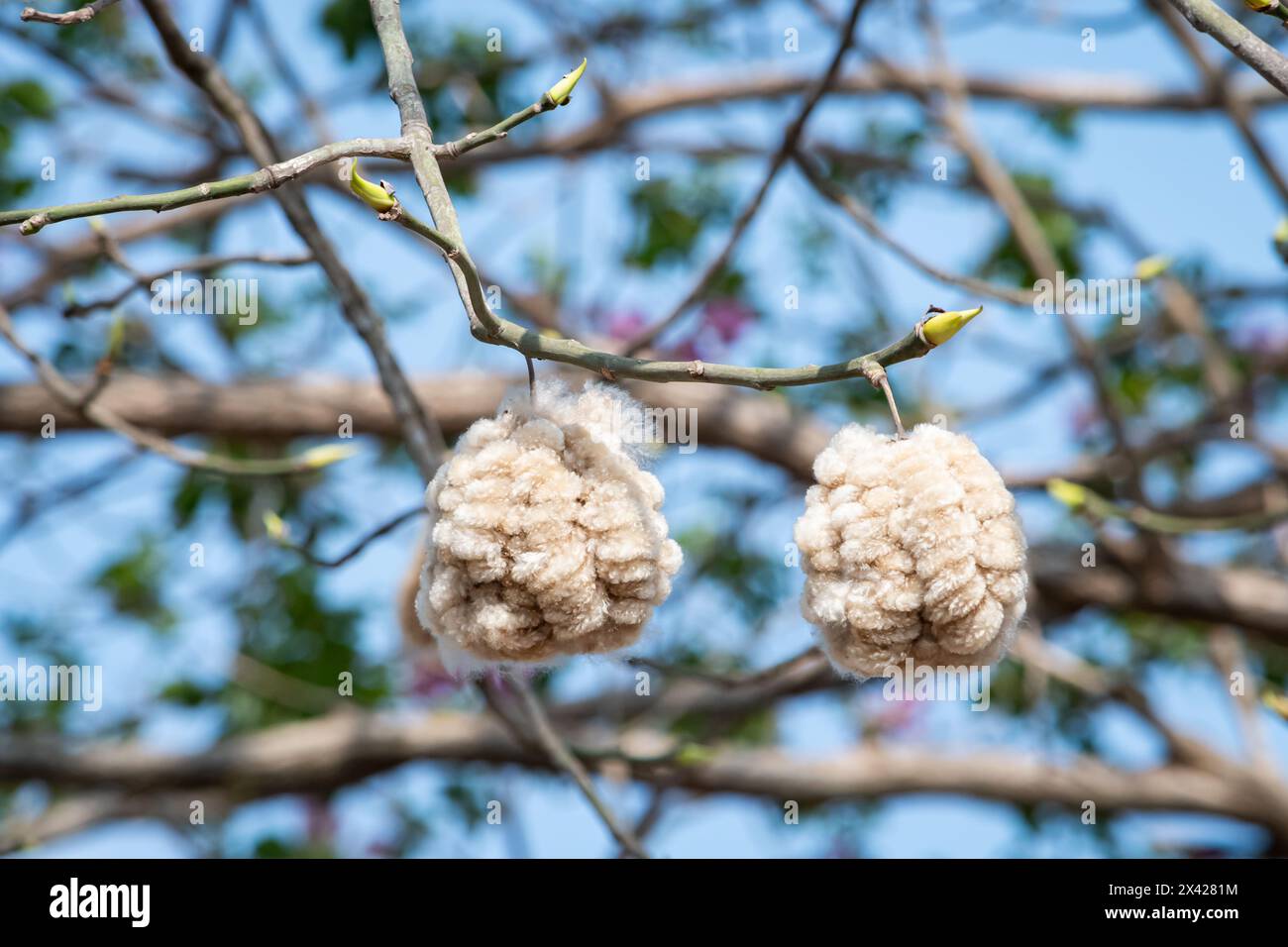Kapok, graines de l'arbre ceiba pentandra, qui sont enveloppées dans une sorte de coton absorbant. Banque D'Images