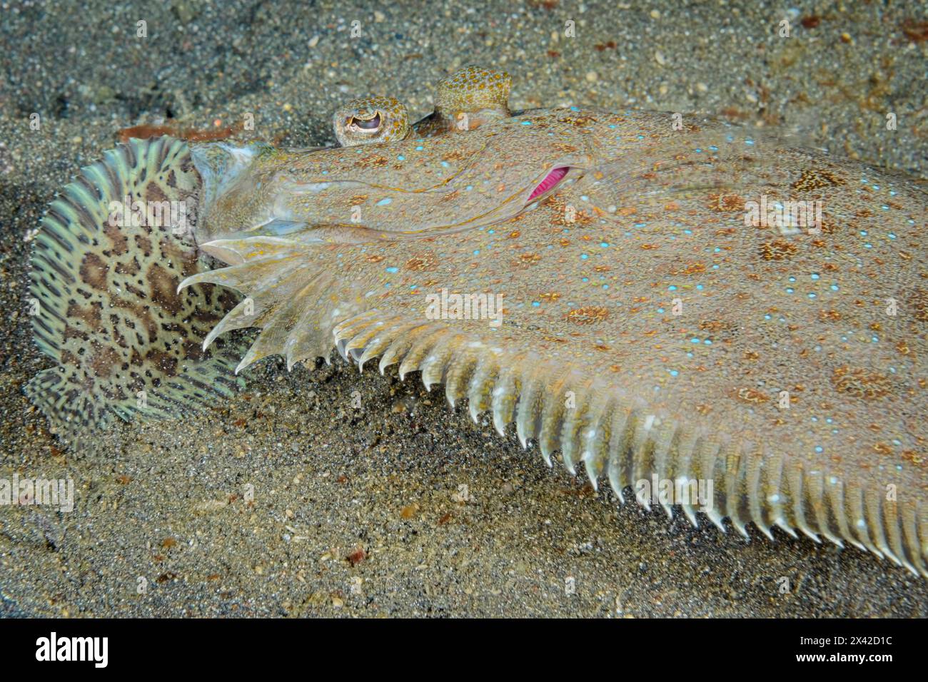 Plet léopard, Bothus pantherinus, mangeant une semelle de tapis juvénile, Liachirus melanospilos, détroit de Lembeh, Sulawesi du Nord, Indonésie Banque D'Images