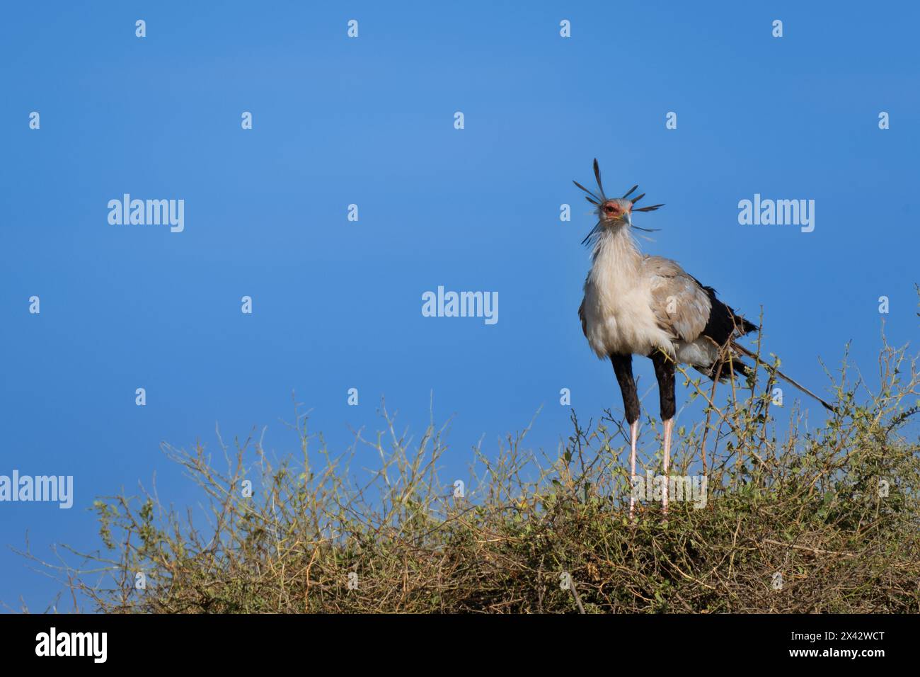 Secrétaire oiseaux, Sagittarius serpentarius, Sagittaridae, Parc national du lac Nakuru, Kenya, Afrique Banque D'Images