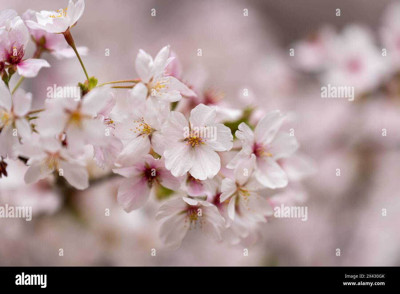 Gros plan d'une branche de fleurs de cerisier Somei Yoshino au printemps. Banque D'Images