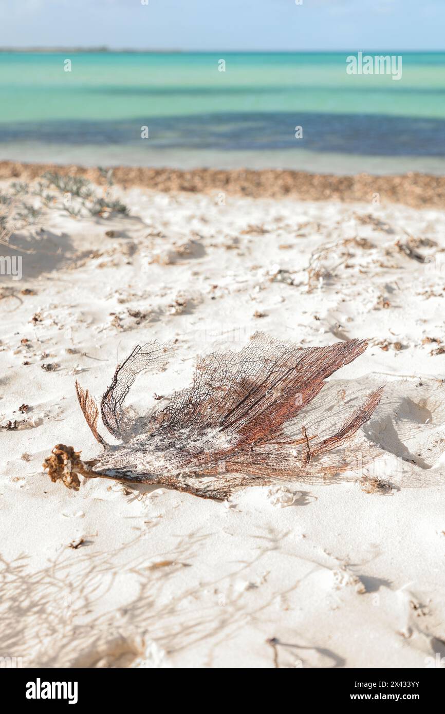 Morceau de corail mort sur le sable blanc de la plage Cuba Caya Coco Banque D'Images