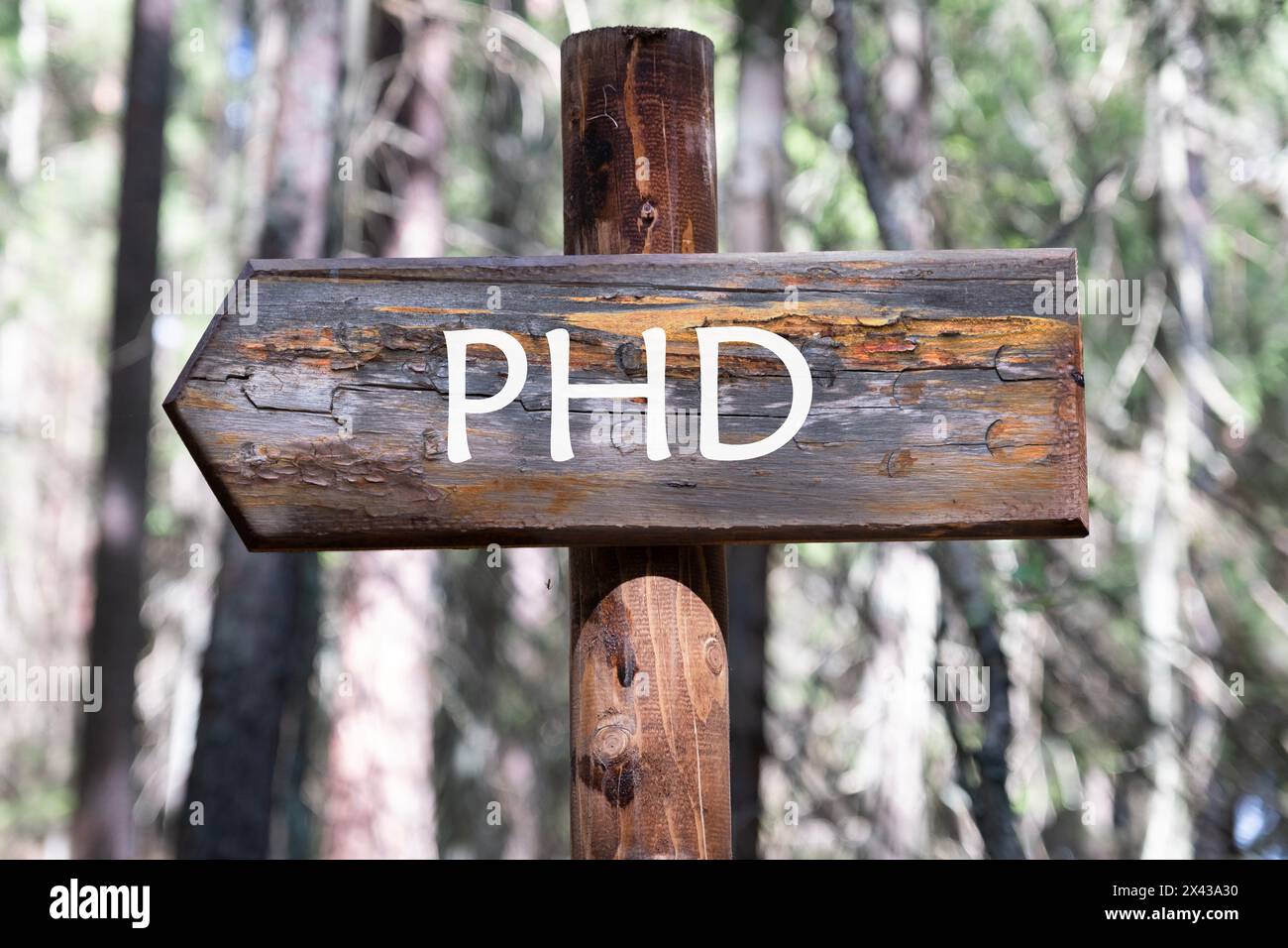 Doctorat de philosophie concept. PhD, inscription sur le panneau de signalisation en bois sur fond de forêt Banque D'Images