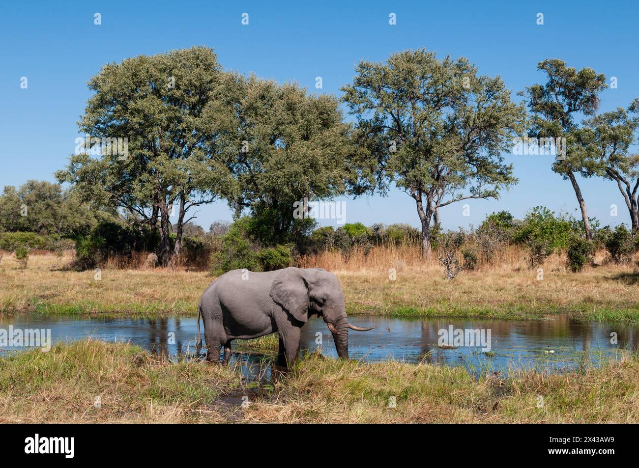 Un éléphant d'Afrique, Loxodonta Africana, sur une rive de la rivière Khwai. Rivière Khwai, zone de concession Khwai, delta de l'Okavango, Botswana. Banque D'Images