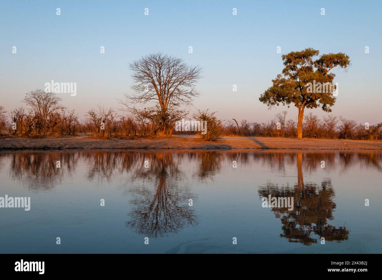 Arbres qui jettent des reflets dans la rivière Khwai au coucher du soleil sur la rivière Khwai, dans le delta de l'Okavango, au Botswana. Banque D'Images