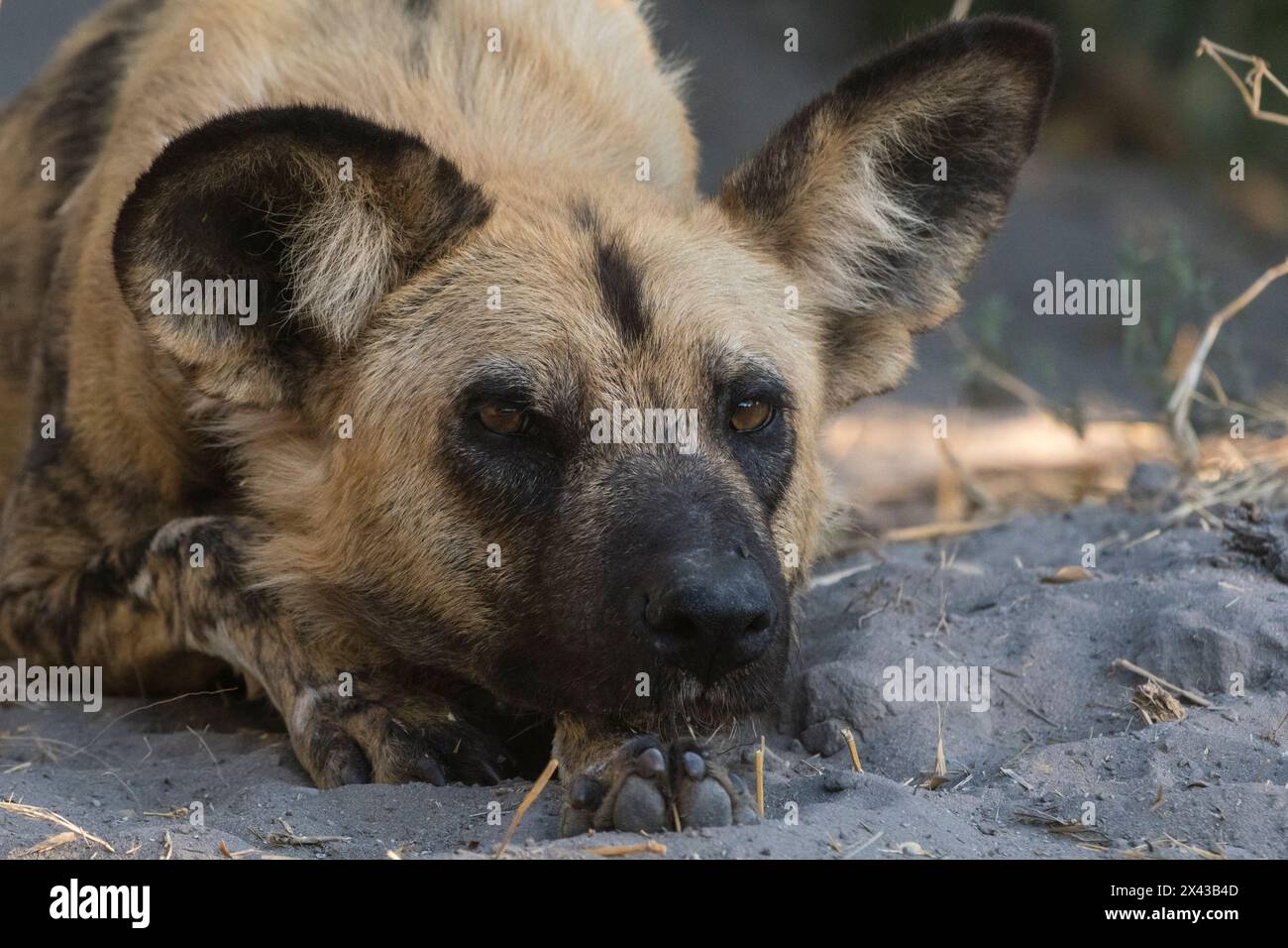 Portrait d'un chien sauvage africain en voie de disparition, Lycaon pictus.Concession Khwai, delta d'Okavango, Botswana Banque D'Images