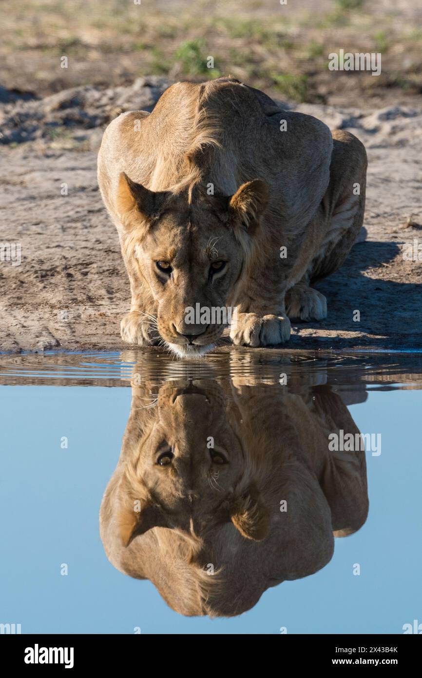 Un lion d'un sous-adulte, Panthera leo, boit au trou d'eau.Savuti, parc national de Chobe, Botswana Banque D'Images