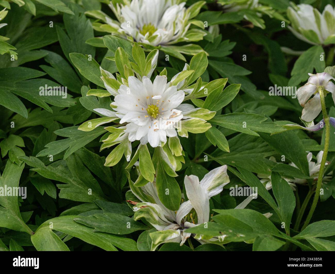 Une fleur blanche et verte frangée de l'anémone semi-double en bois Anemone nemorosa 'Yerda Rasmusen'. ' Banque D'Images