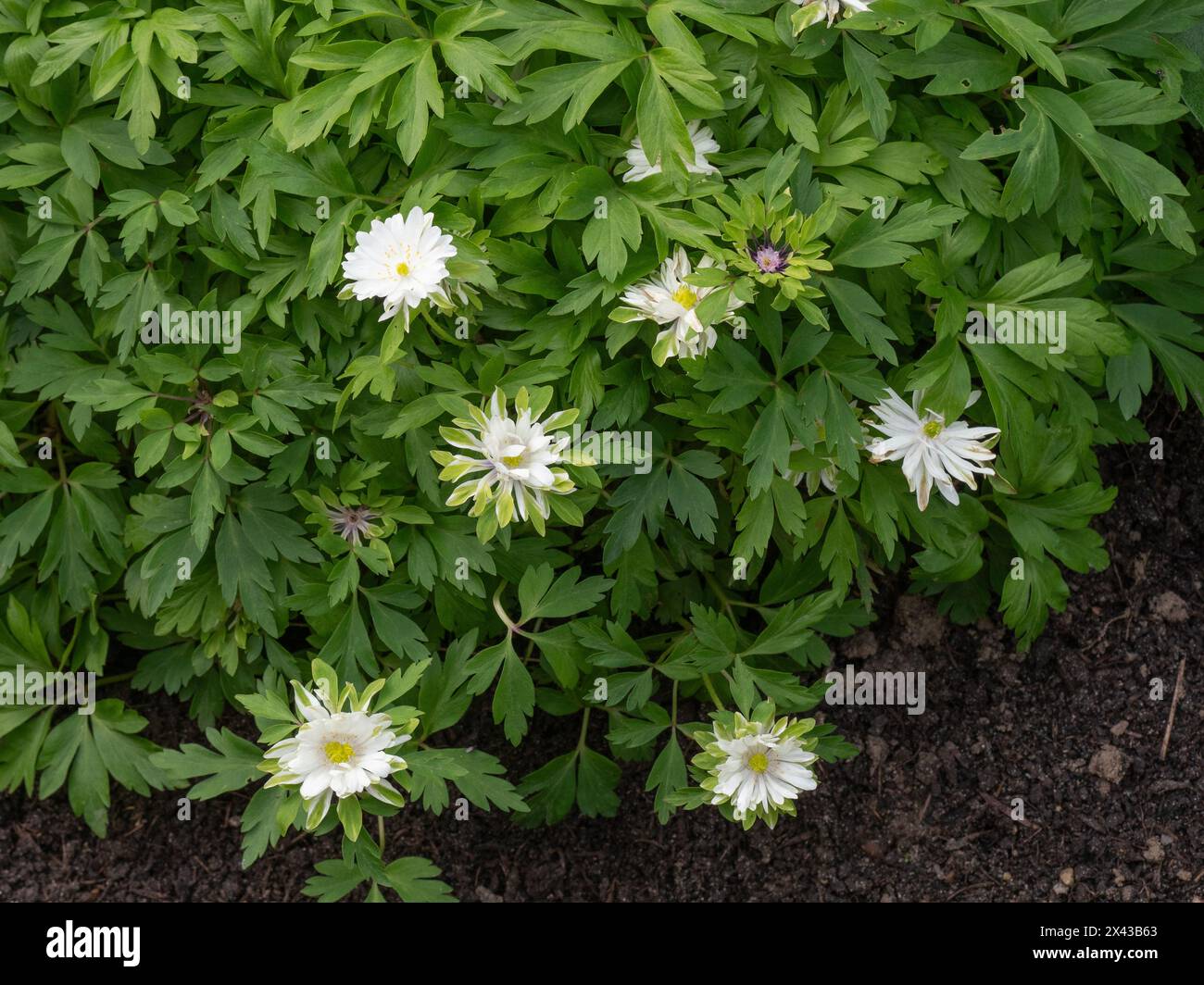 Une fleur blanche et verte frangée de l'anémone semi-double en bois Anemone nemorosa 'Yerda Rasmusen'. ' Banque D'Images