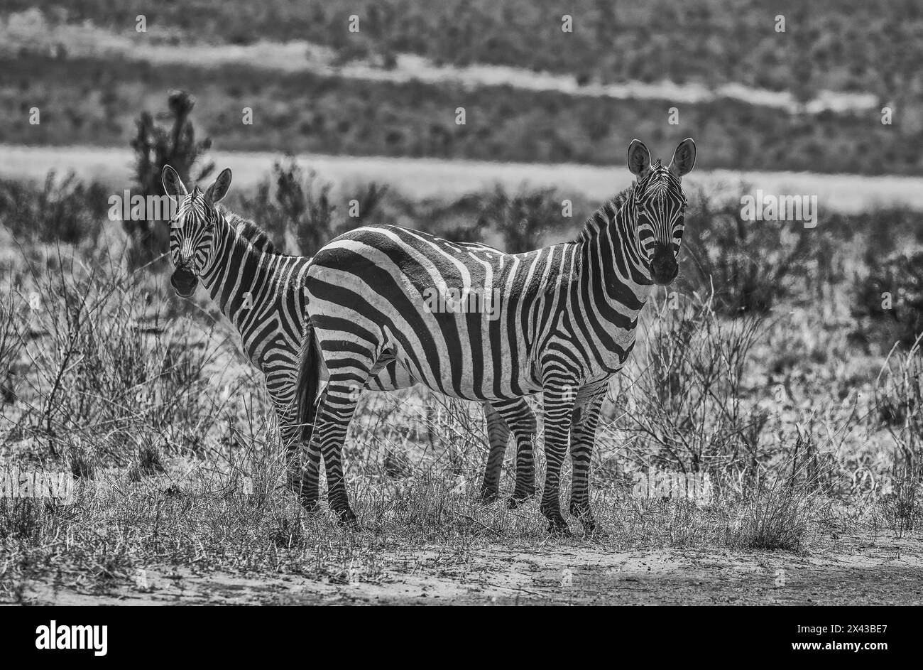 Zèbres en alerte, parc national de Tsavo West, Afrique Banque D'Images