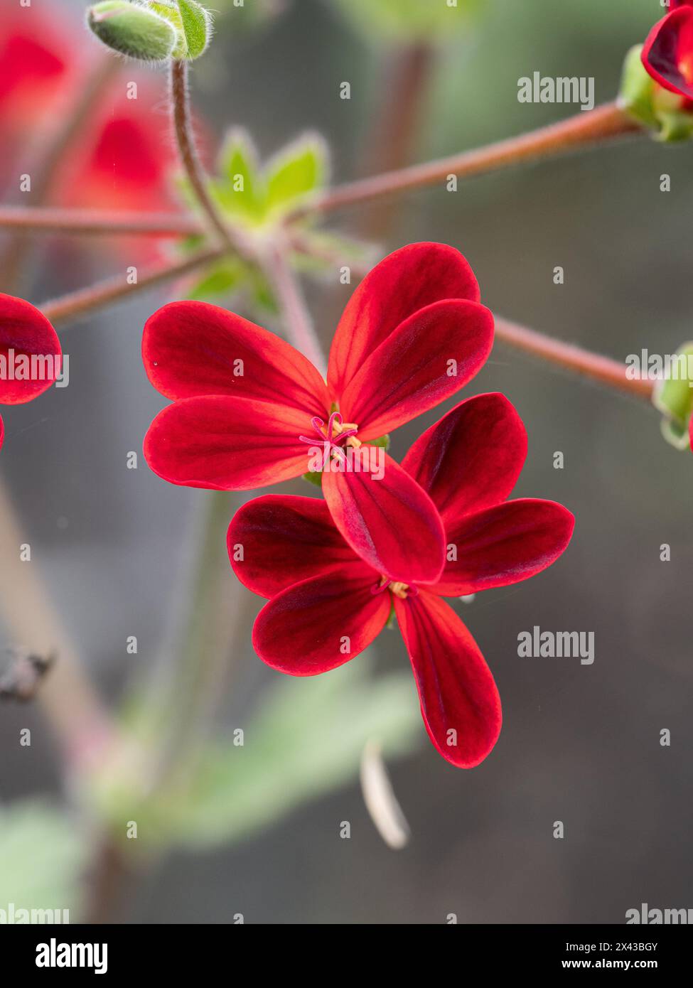 Un gros plan des fleurs rouge vif de Pelargonium x Ardens Banque D'Images