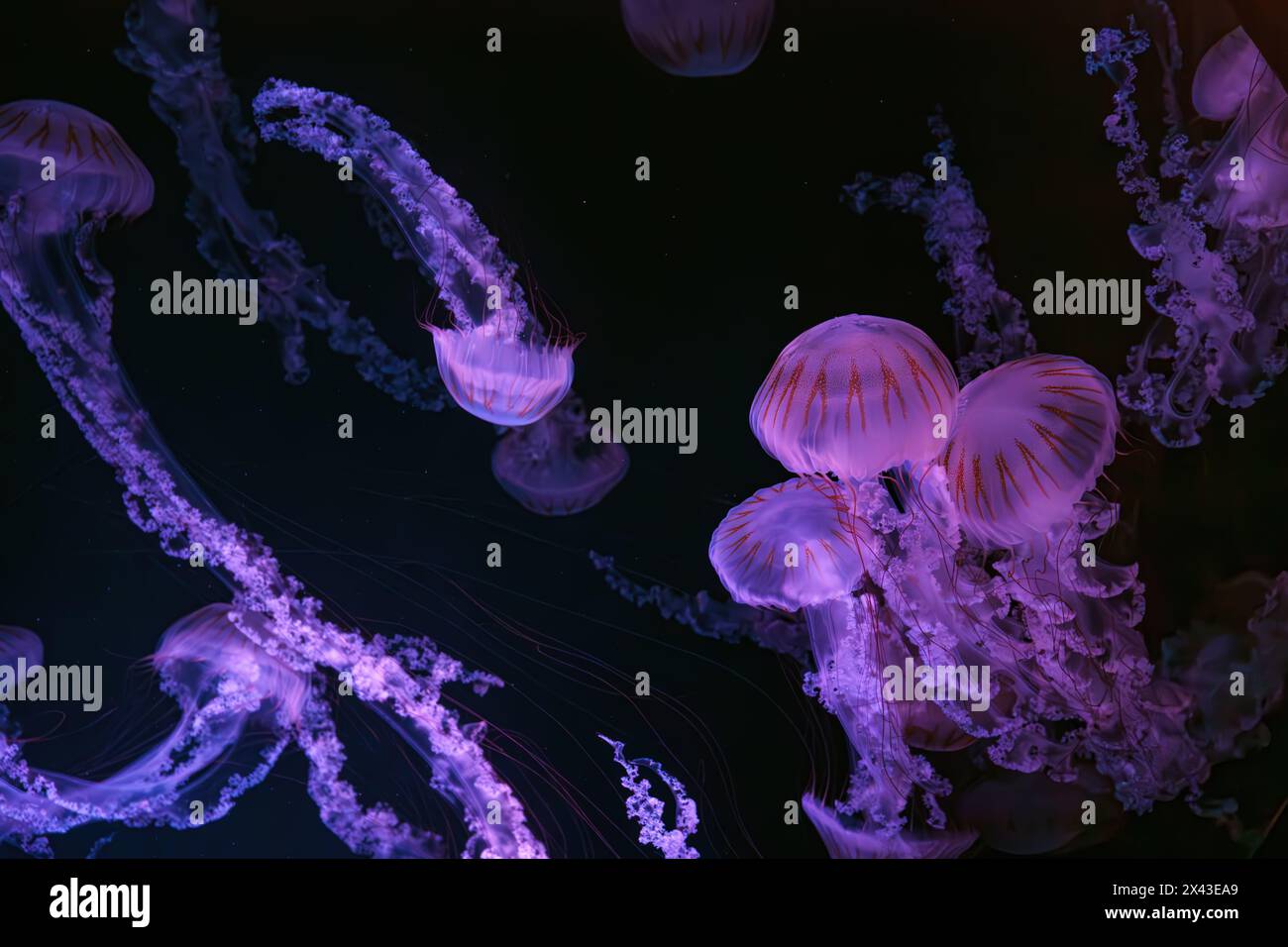 Groupe d'ortie de mer Jellifish sud-américaine, plocamia Chrysaora nageant dans l'eau sombre du réservoir d'aquarium avec la lumière néon rose. Organisme aquatique, anima Banque D'Images