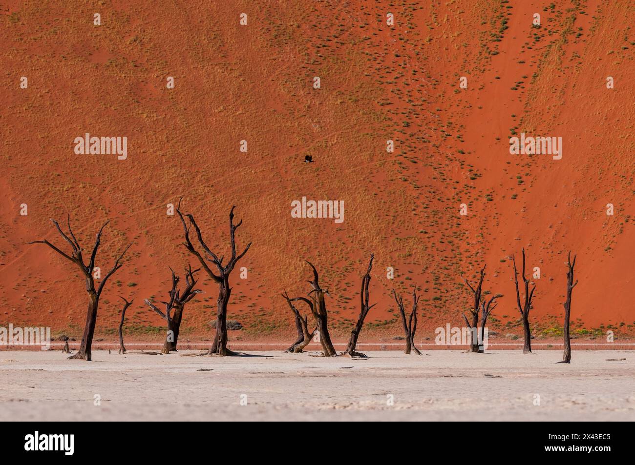 Épines de chameaux contre les dunes de sable rouge dans le Sossusvlei.Parc Namib Naukluft, désert Namib, Namibie. Banque D'Images