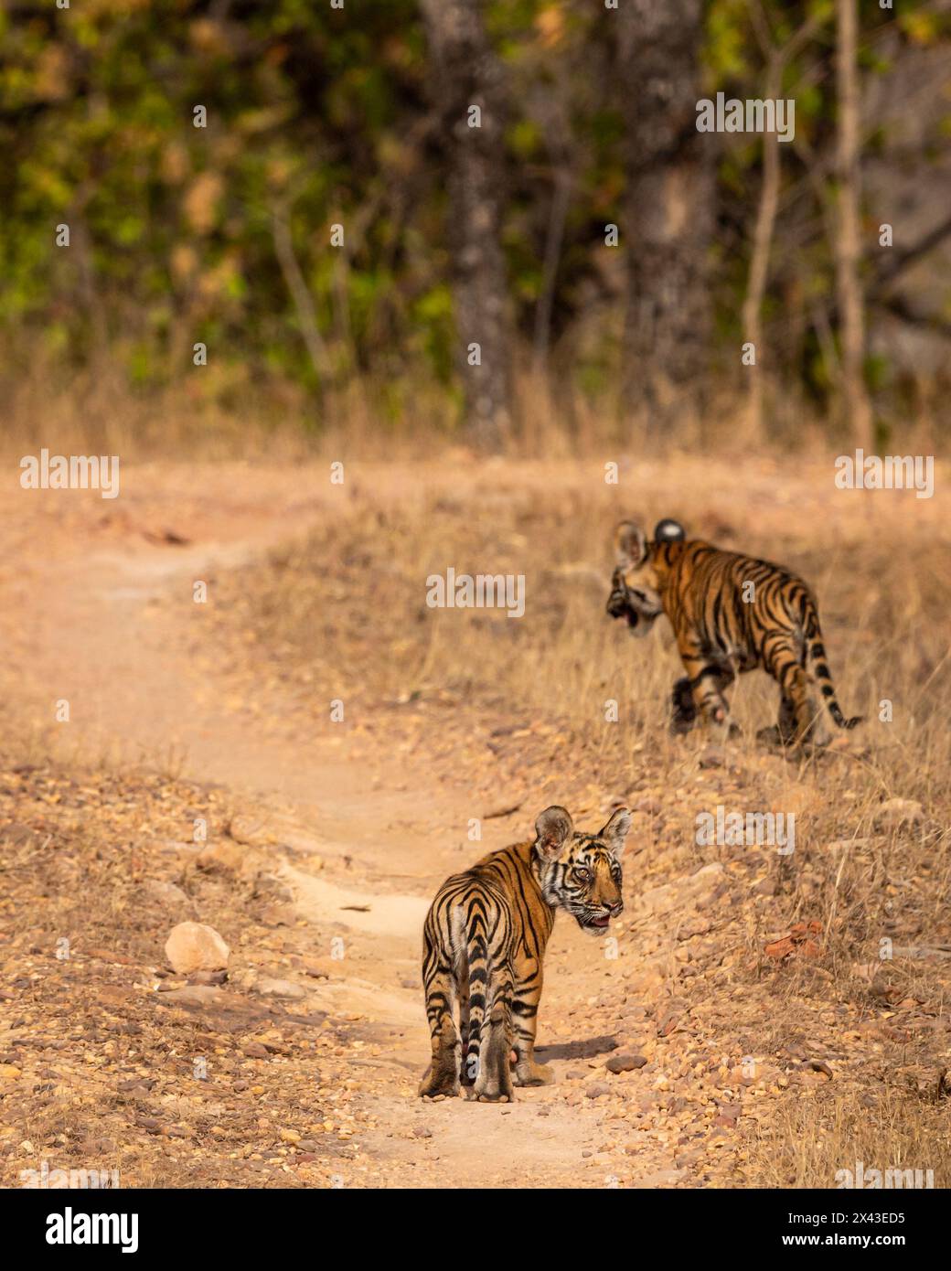 deux mignons petits petits tigres sauvages du bengale ou des oursons de panthera tigris font face à l'expression sans mothe sur la piste de safari errant dans la forêt bandhavgarh Banque D'Images