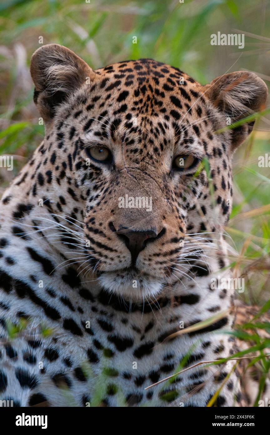 Portrait rapproché d'un léopard mâle, Panthera pardus. Mala Mala Game Reserve, Afrique du Sud. Banque D'Images
