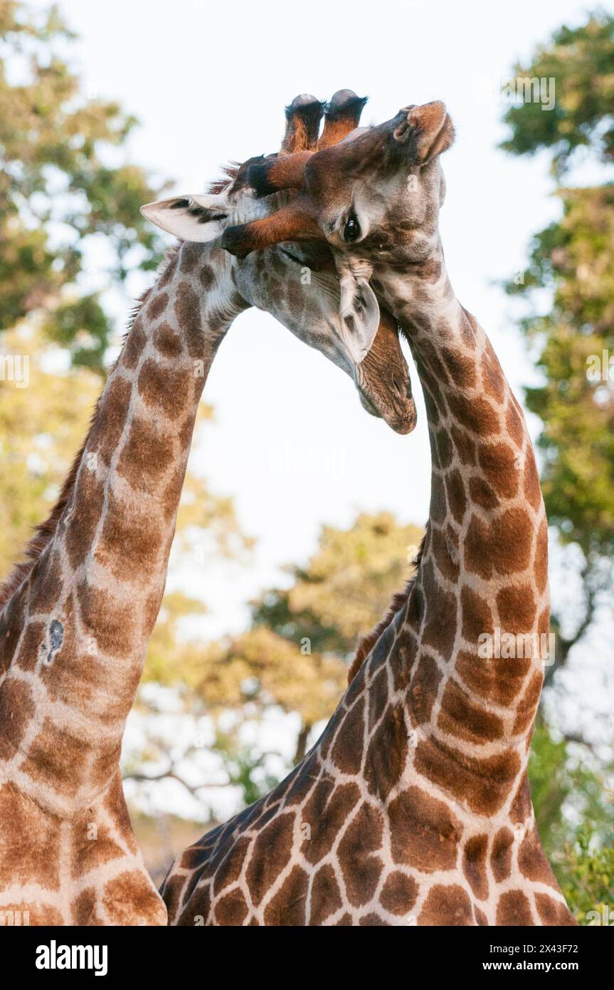 Deux girafes mâles du sud, Giraffa camelopardalis, qui s'épargnent.Mala Mala Game Reserve, Afrique du Sud. Banque D'Images