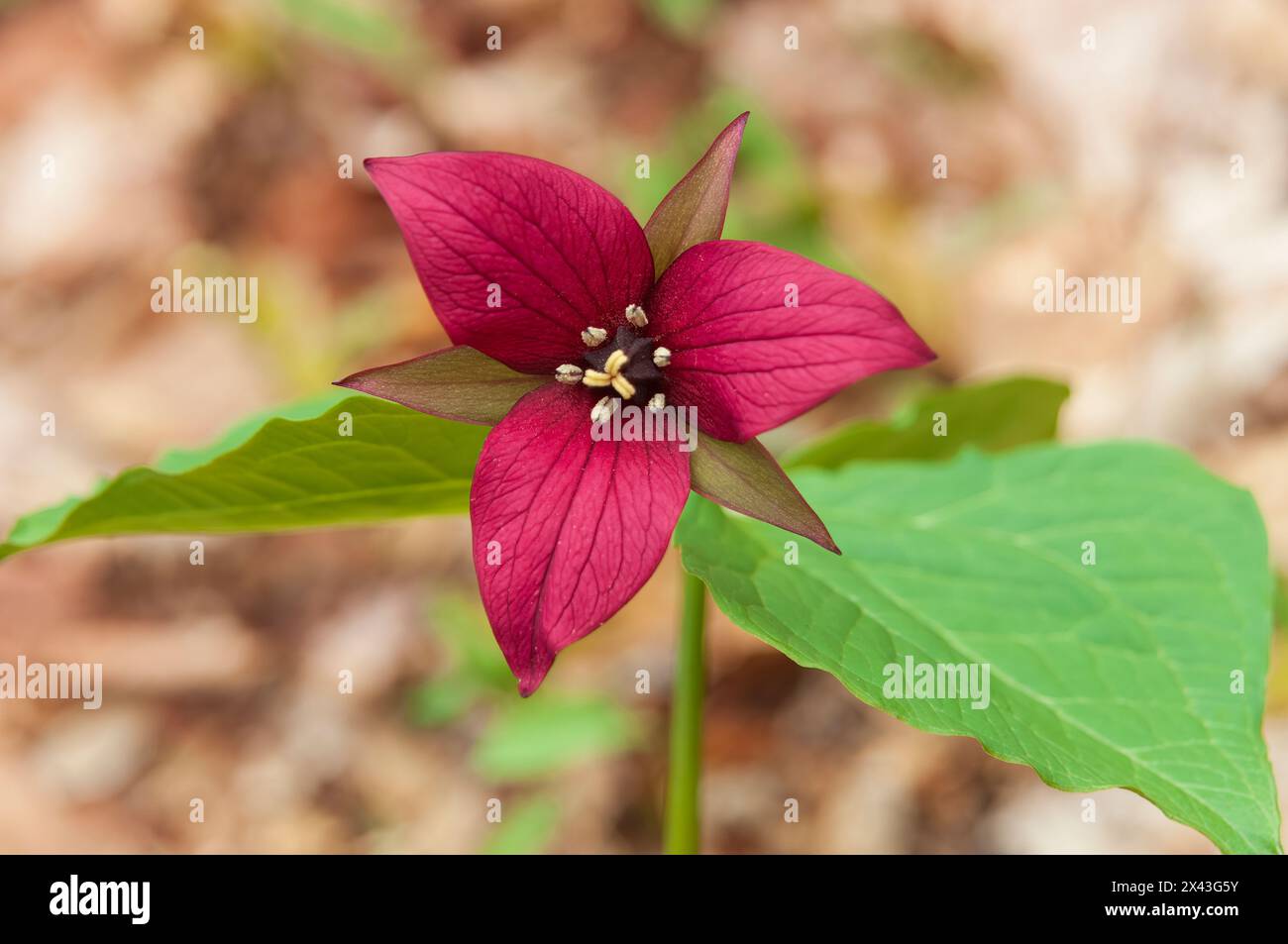 Canada, Ontario, Parc provincial Algonquin. Fleur de trillium rouge au printemps. Banque D'Images