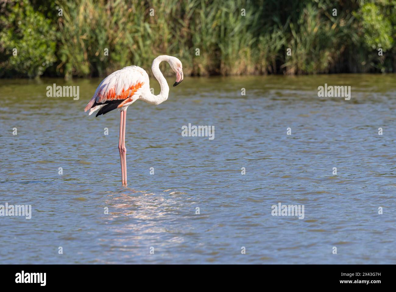 Saintes-Maries-de-la-mer, Bouches-du-Rhône, Provence-Alpes-Côte d'Azur, France. Flamingo au Parc ornithologique du Pont de Gau. Banque D'Images