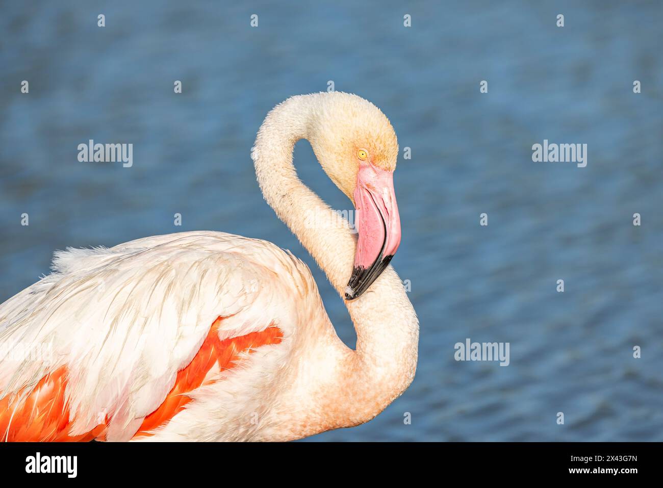 Saintes-Maries-de-la-mer, Bouches-du-Rhône, Provence-Alpes-Côte d'Azur, France. Flamingo au Parc ornithologique du Pont de Gau. Banque D'Images