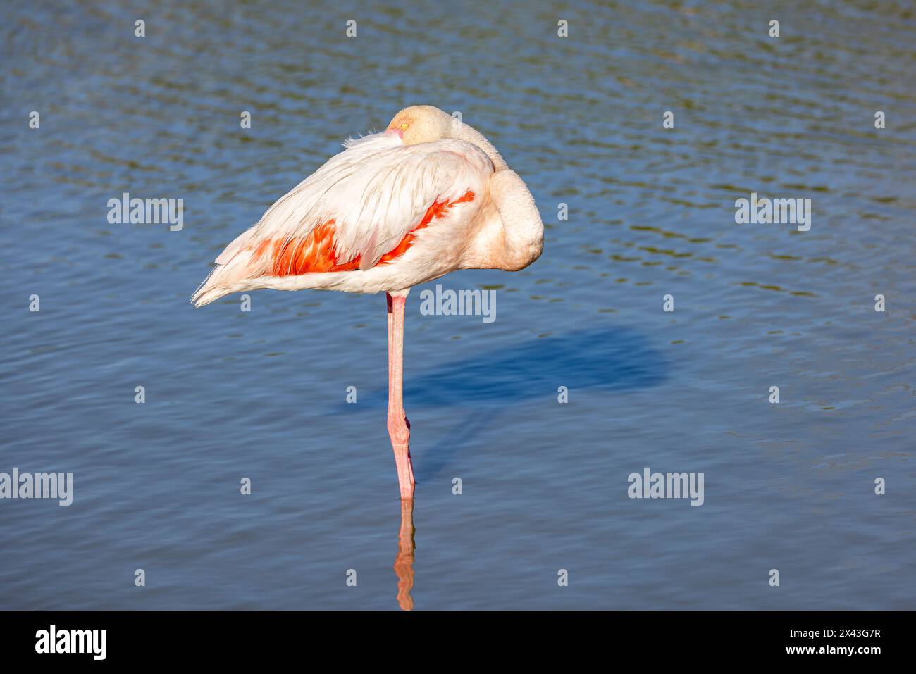Saintes-Maries-de-la-mer, Bouches-du-Rhône, Provence-Alpes-Côte d'Azur, France. Flamingo au Parc ornithologique du Pont de Gau. Banque D'Images