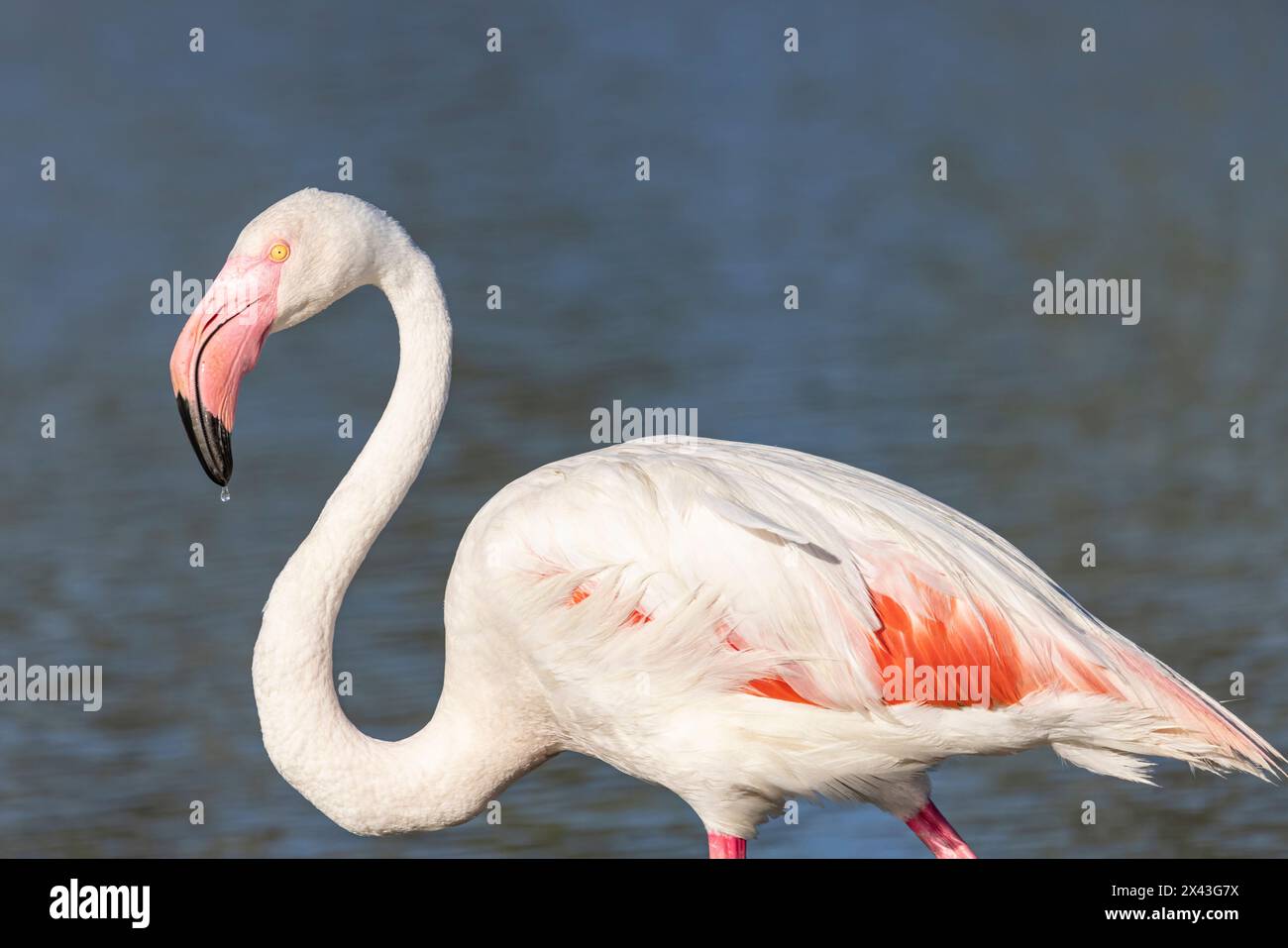 Saintes-Maries-de-la-mer, Bouches-du-Rhône, Provence-Alpes-Côte d'Azur, France. Flamingo au Parc ornithologique du Pont de Gau. Banque D'Images