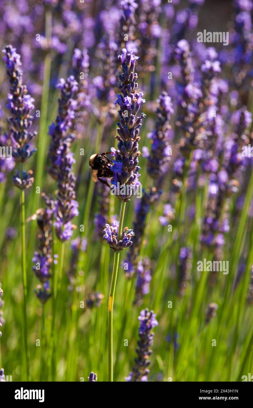 Une abeille sirotant le nectar de fleurs de lavande, espèce Lavandula.Roussillon, Provence, France. Banque D'Images