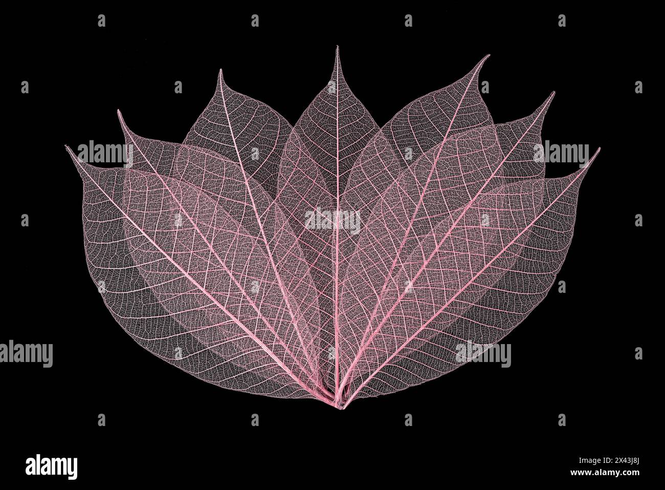 Feuilles de squelette de couleur rose disposées sur fond noir Banque D'Images