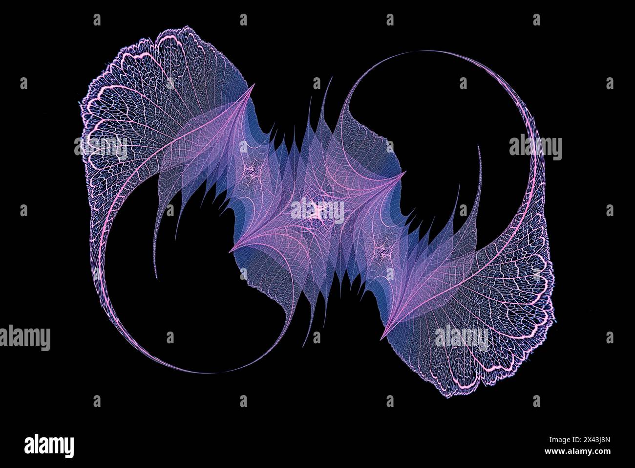 Feuilles de squelette de couleur bleue et violette disposées sur fond noir Banque D'Images