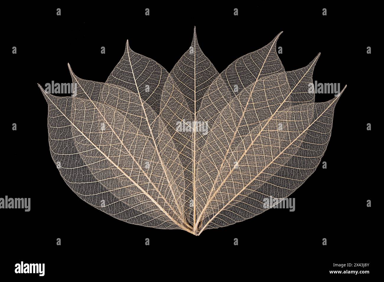 Feuilles de squelette disposées sur fond noir Banque D'Images