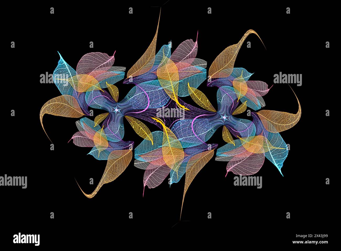Feuilles squelettes multicolores disposées sur fond noir Banque D'Images