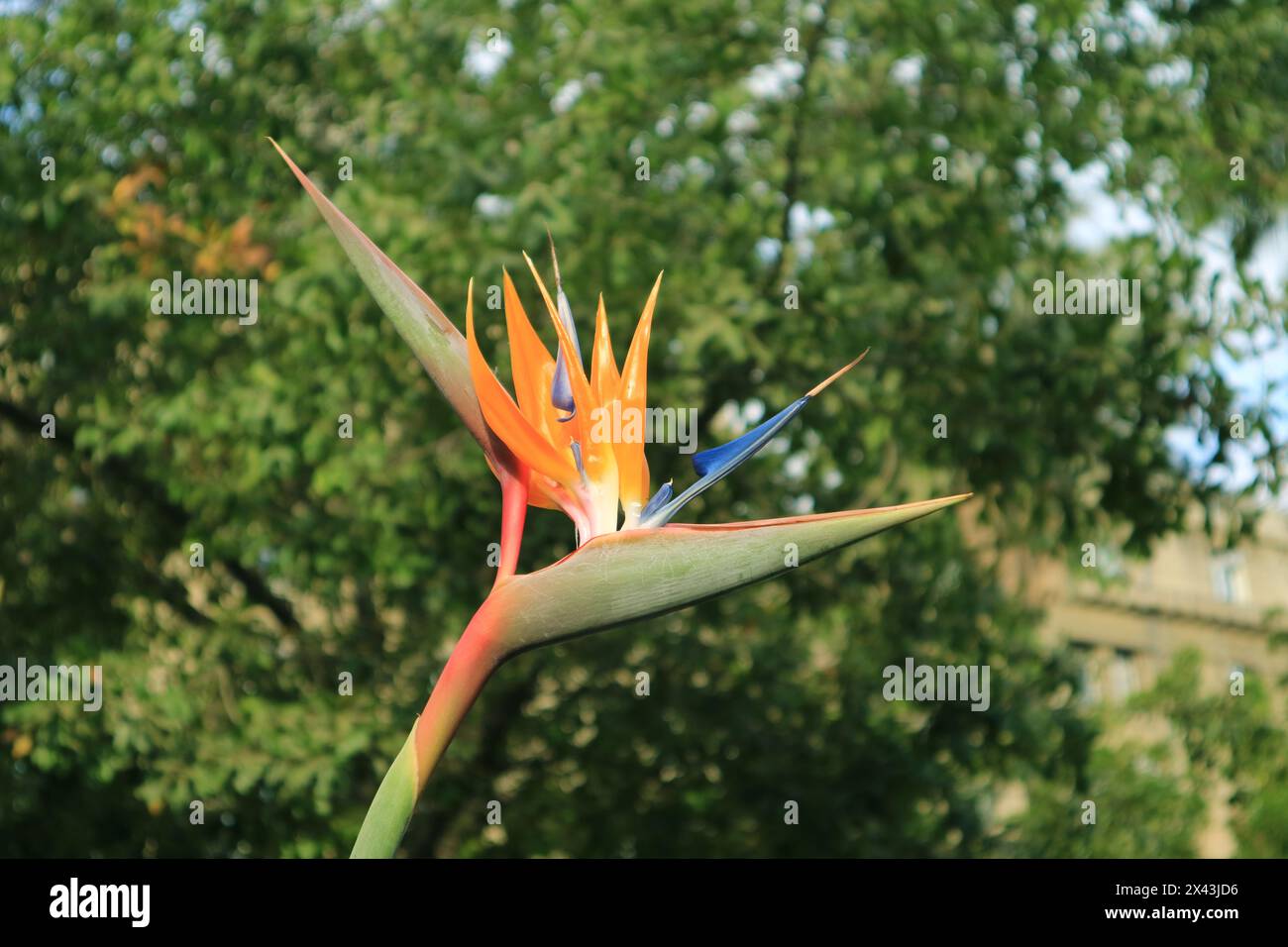 Gros plan d'un magnifique oiseau fleuri de Paradise Flower ou Strelitzia Reginae Banque D'Images
