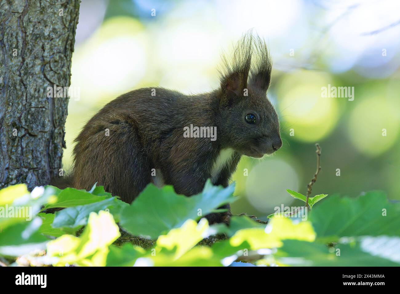 Écureuil européen commun dans l'arbre (Sciurus vulgaris) Banque D'Images