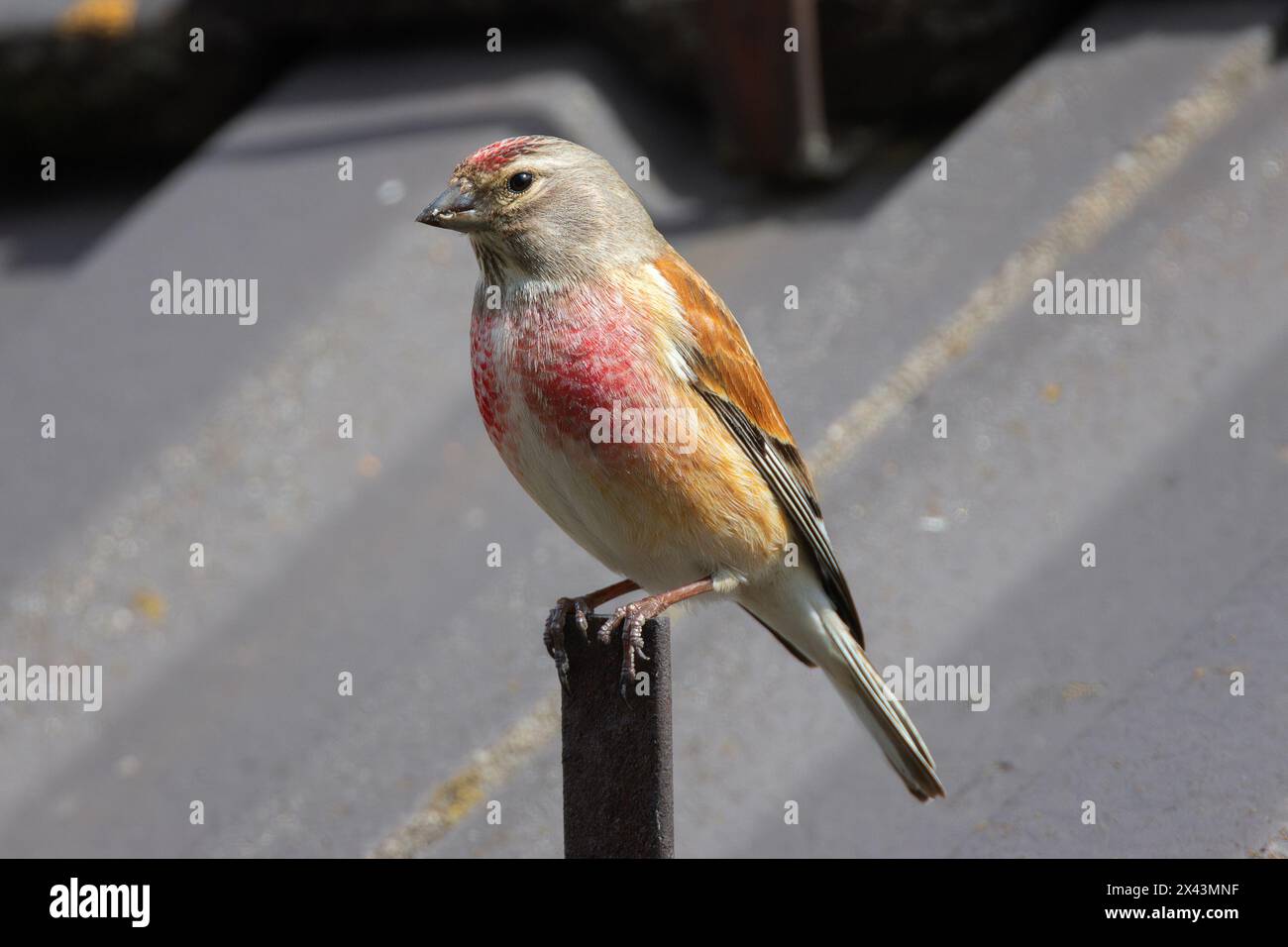 Linnet commun mâle gros plan, oiseau sauvage en zone urbaine, au sommet d'une maison (Linaria cannabina) ; beau plumage de la saison de reproduction Banque D'Images