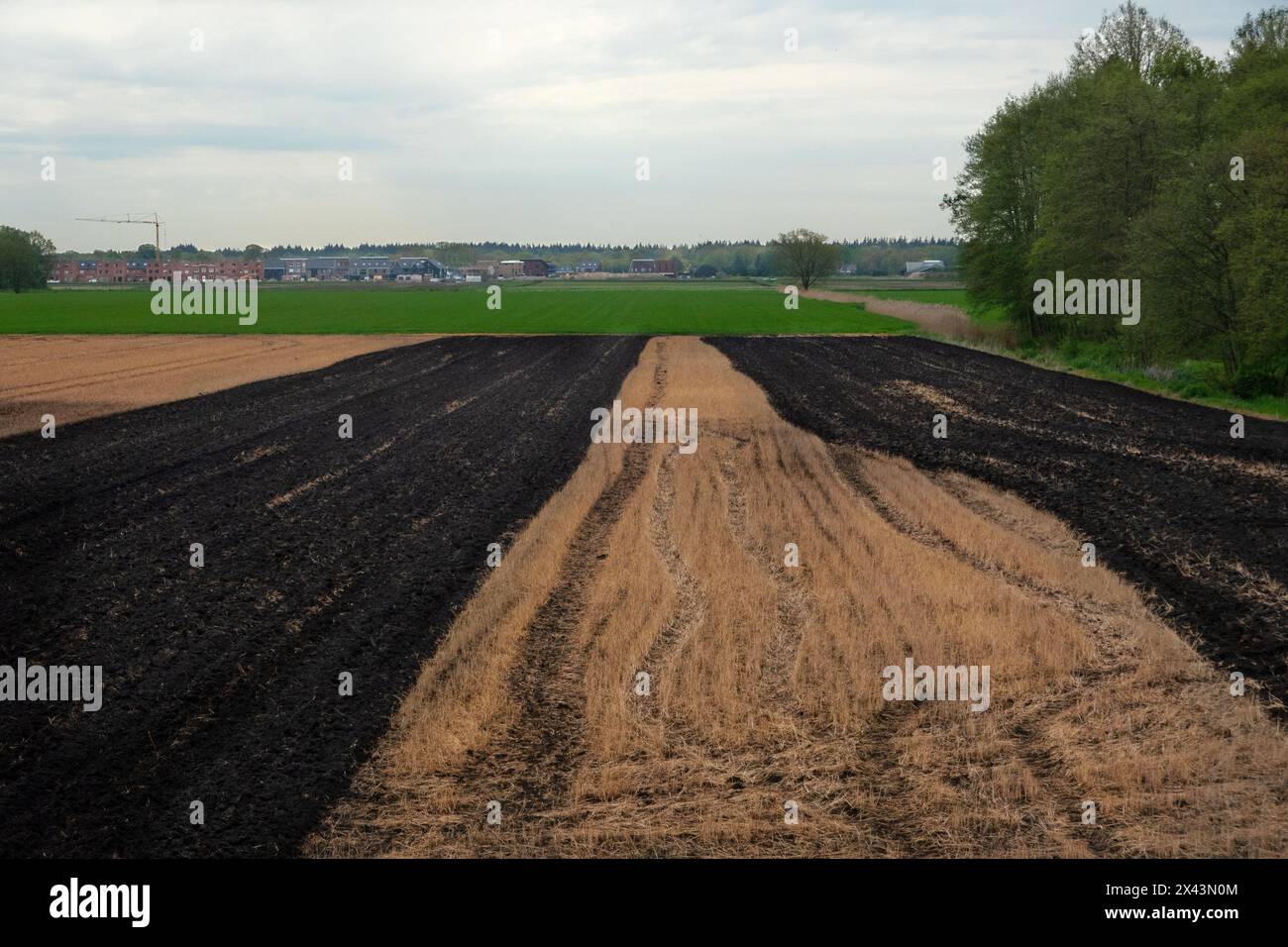 Le champ traité au glyphosate est préparé pour la culture en appliquant du fumier et en labourant sous les résidus végétaux pulvérisés Banque D'Images