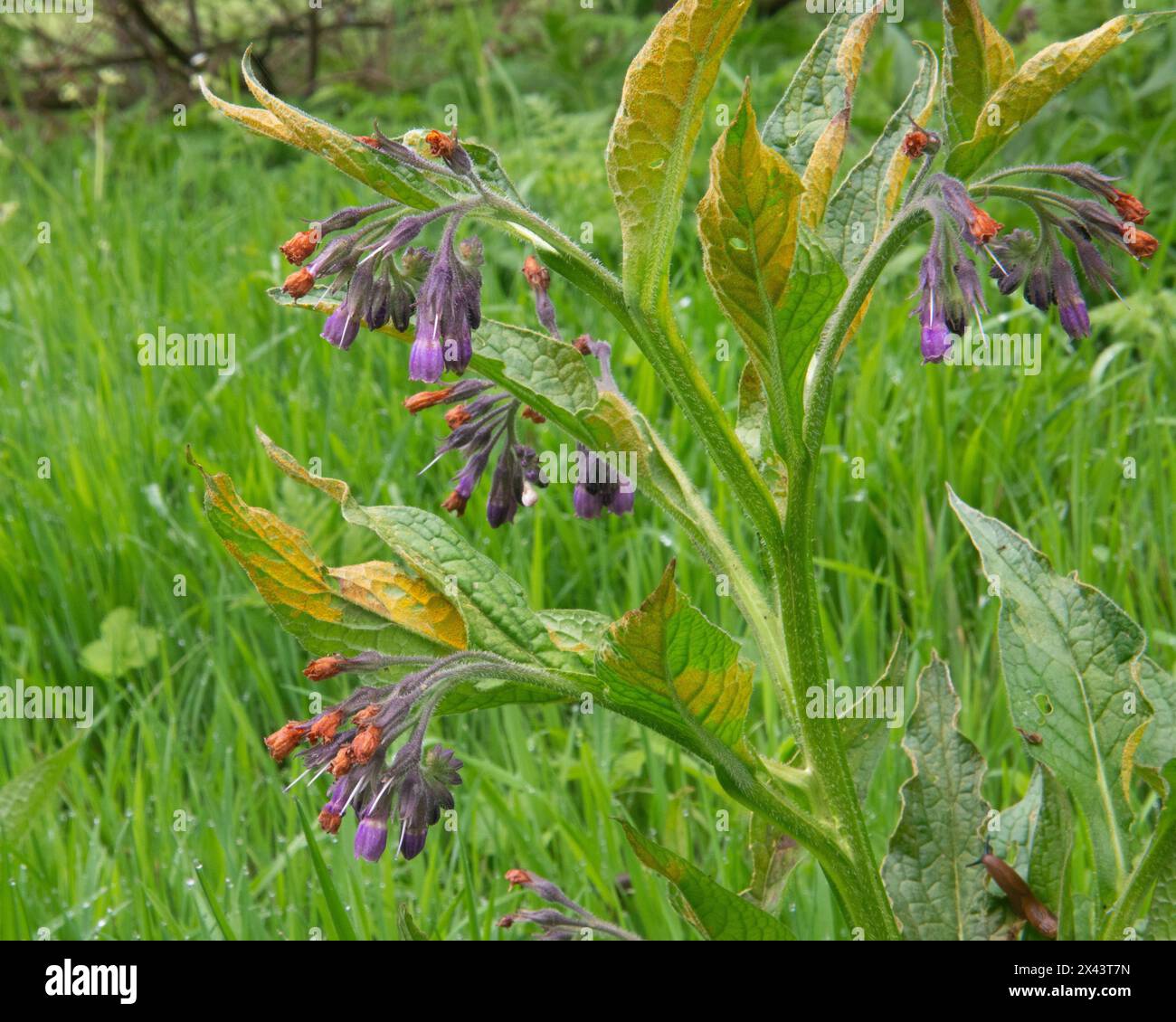 Commune Comfrey, floraison au printemps Banque D'Images