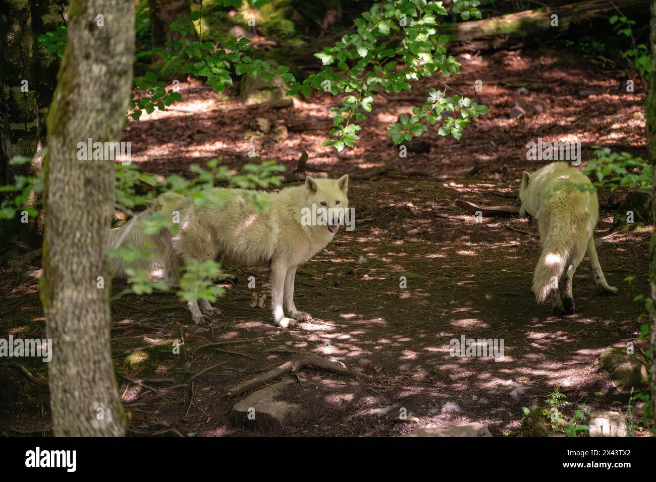 Loup blanc ou loup polaire loup arctique (Canis lupus arctos) Banque D'Images