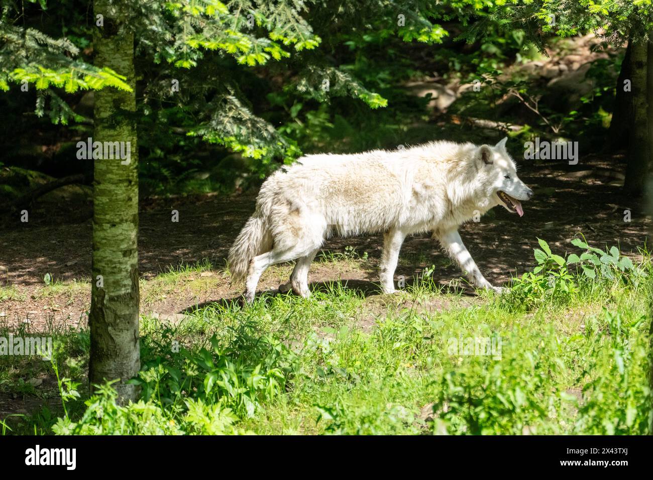 Loup blanc ou loup polaire loup arctique (Canis lupus arctos) Banque D'Images