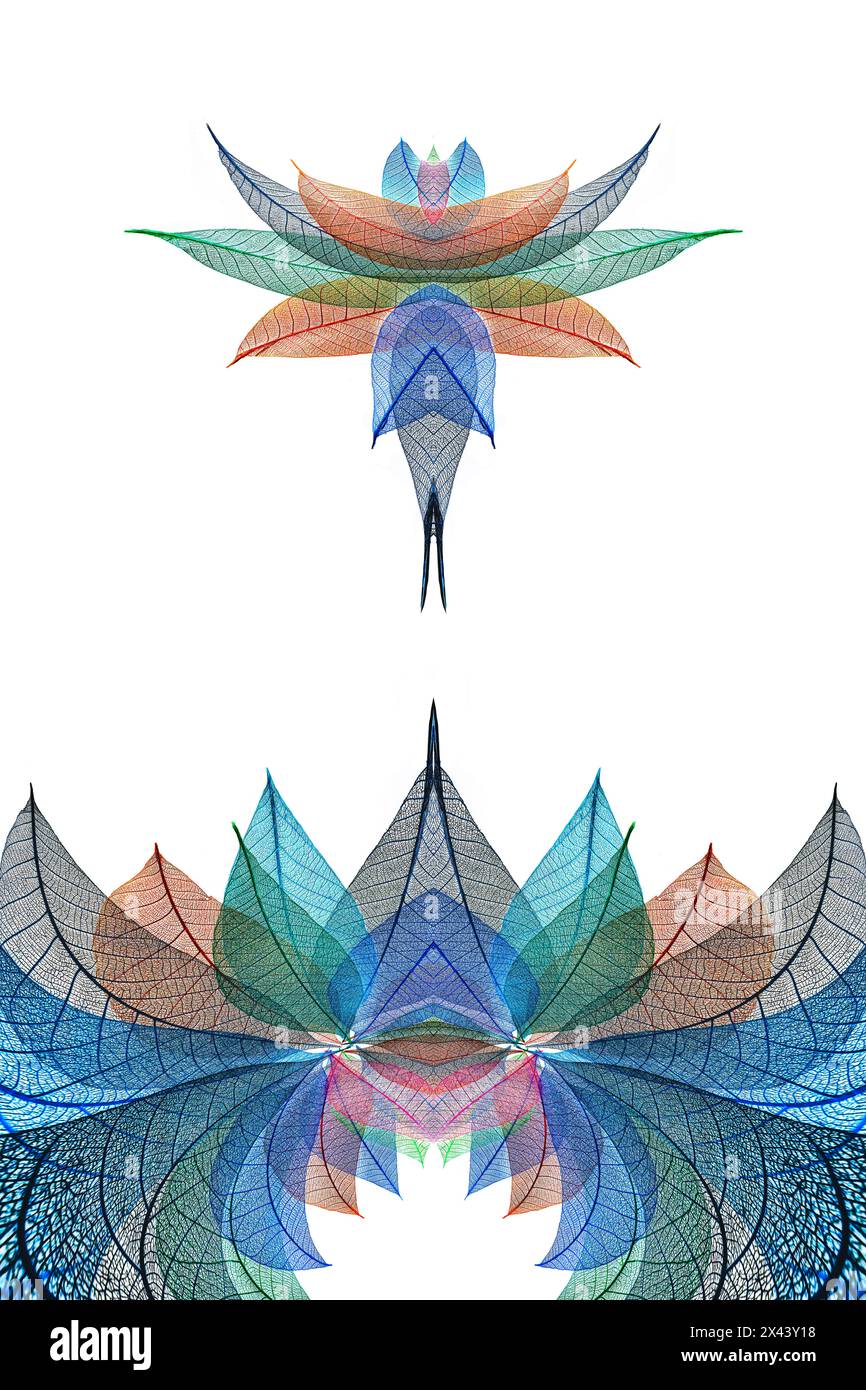 Feuilles squelettes multicolores disposées sur fond blanc Banque D'Images