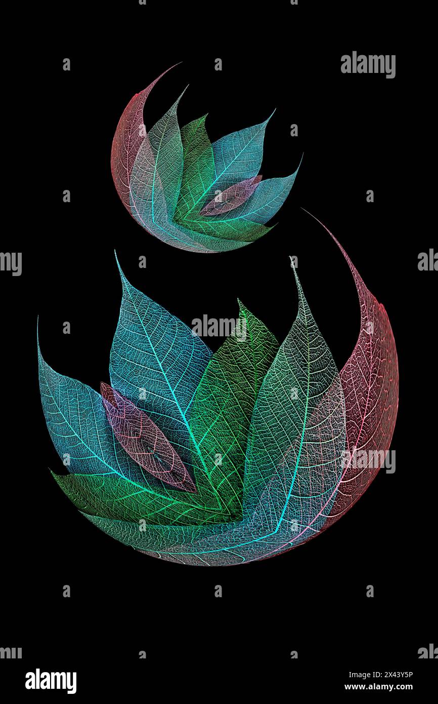 Feuilles squelettes multicolores disposées sur fond noir Banque D'Images