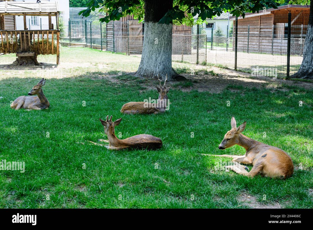 Petits cerfs de bébé sur une herbe verte dans un jardin Banque D'Images
