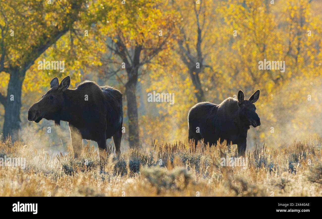 Shiras Moose vache avec son veau dans la lumière d'automne, USA. Wyoming Banque D'Images
