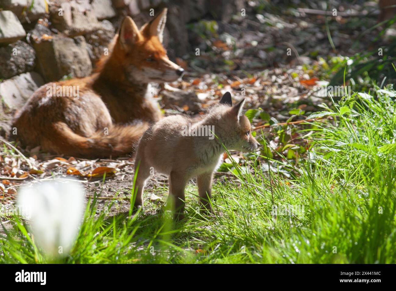 Météo britannique, Londres, 30 avril 2024 : les températures plus chaudes et le temps ensoleillé donnent l'impression d'être le printemps à Londres. Profitant de cela, une famille d'oursons renards sortent jouer dans un jardin à Clapham, avec leur mère gardant un œil vigilant à proximité. Les petits commencent à sauter, bondir, chasser et se battre. Crédit : Anna Watson/Alamy Live News Banque D'Images