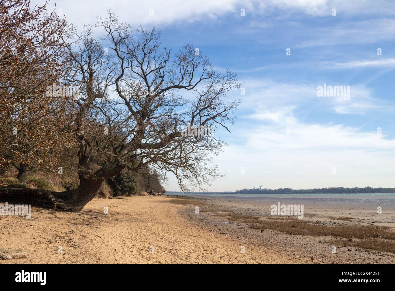Arbre tombé qui pousse encore sur la plage de Nacton Shores, Suffolk, Angleterre, Royaume-Uni Banque D'Images