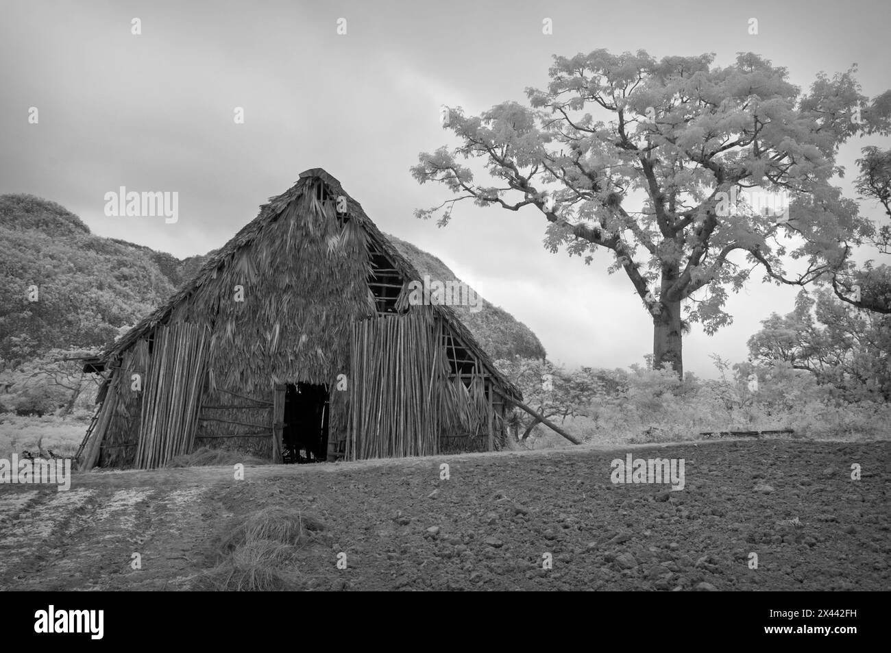 Une image infrarouge de bâtiments de ferme sur une petite plantation située dans le paysage de la vallée de Vinales, Vinales, Cuba Banque D'Images