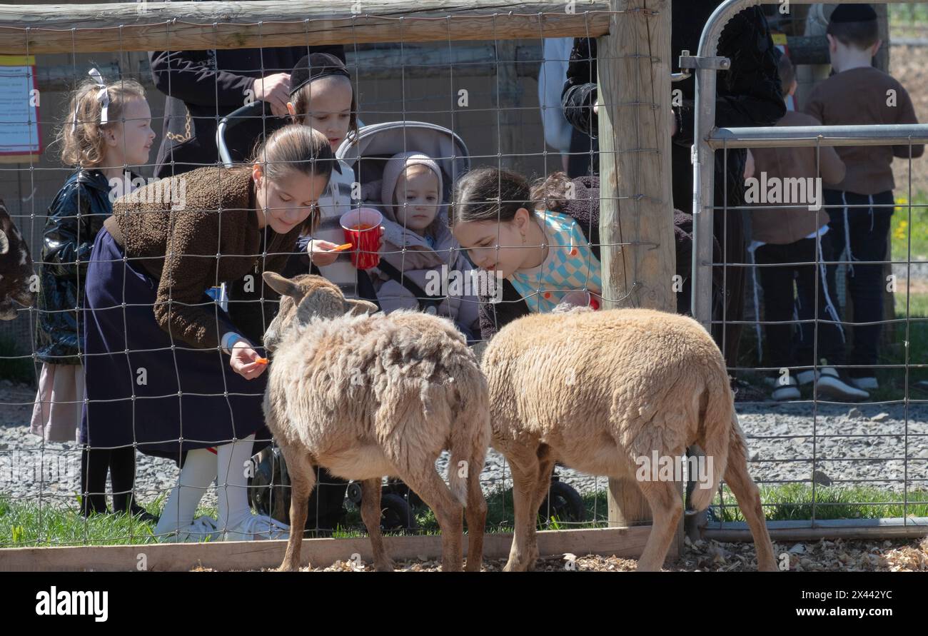 À la Pâque, les enfants juifs orthodoxes nourrissent les agneaux (?) À travers une clôture dans une ferme à Monsy, New York. C'est mandaté pour s'amuser en cette fête. Banque D'Images
