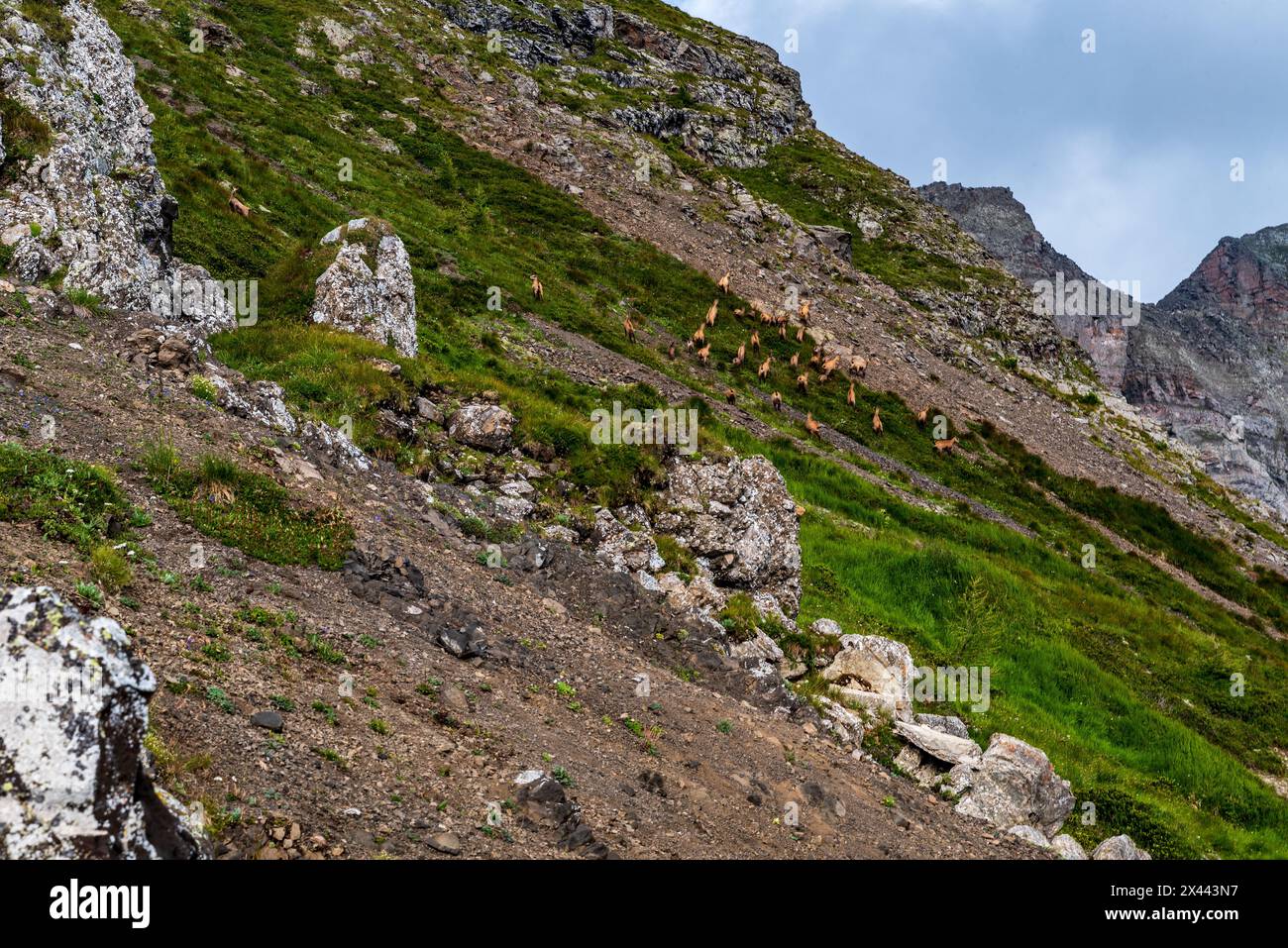 Énorme troupeau de chamois sur l'herbe raide de la colline Col di Lana dans les Dolomites pendant le matin d'été Banque D'Images